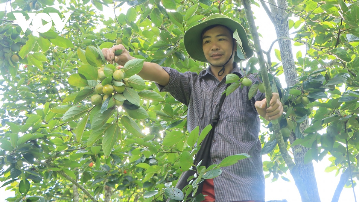 Hồng không hạt Bắc Kạn: Từ món quà quê thành thương hiệu